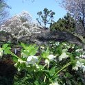 Helleborus orientalis blanche